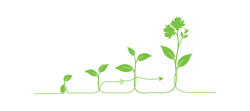 Plant growth stages illustrated in a simple vector format.
