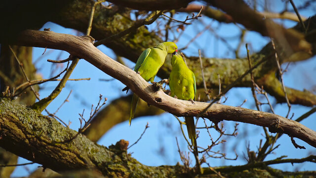Vibrant green parakeets perched on a tree branch, a pair of rose-ringed parakeets in natural habitat, wild birds in nature, exotic parrot species in a serene outdoor setting.