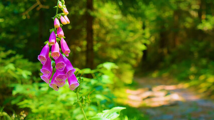 Vibrant purple foxglove flowers, a beautiful digitalis plant blooming in a lush green forest, natural woodland path, enchanting summer nature scene, botanical garden beauty © Kuch_Bhi