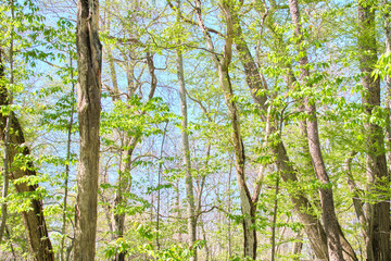 Fototapeta premium 野幌森林公園の瑞々しい春の森の風景 Lush spring forest scenery at Nopporo Forest Park