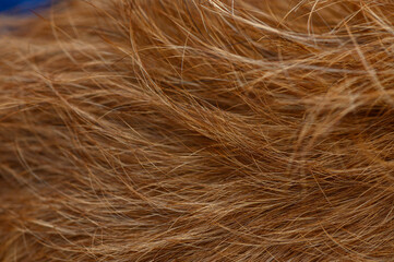 Fototapeta premium Close-up of red pinscher fur