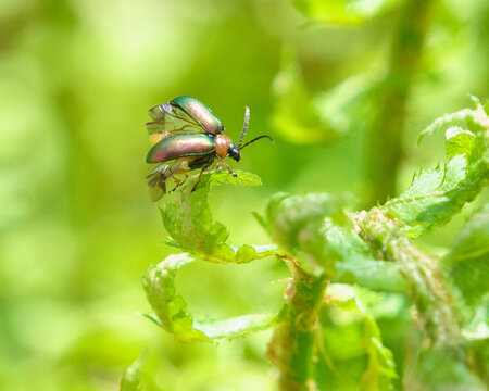 緑の葉から飛び立とうとするキクビアオハムシ Metallic Leaf Beetle Taking Off from a Green Leaf