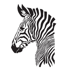zebra vector illustration © IDEDESIGNKU