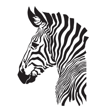 zebra vector illustration