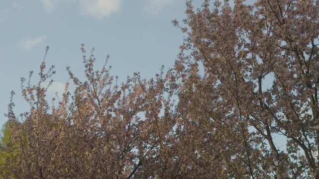 Bright sky illuminates pink petals. Sunlit pink flowers against vibrant sky perfect for media use