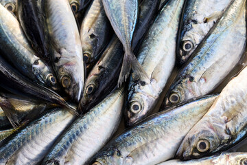 Obraz premium Freshly caught Mackerel fish on ice at a market stall