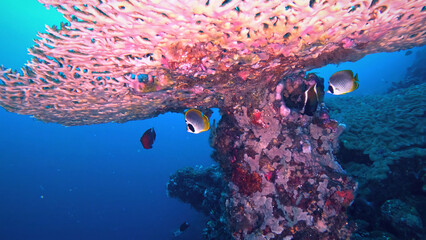 Vibrant underwater coral reef ecosystem, colorful marine life, tropical fish swimming amongst pink and orange coral formations, ocean biodiversity, natural aquatic habitat. © Joe
