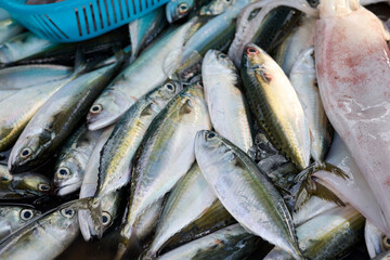 Fototapeta premium Freshly caught Mackerel fish on ice at a market stall