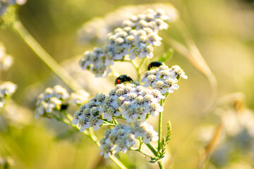 Close up detail of tiny insects in a sunny meadow with bokeh background © VicVaz