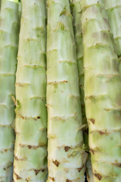 Fresh celtuce stalks providing healthy raw vegetables