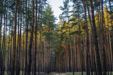 Fototapeta premium Autumn Coniferous and Deciduous Forest