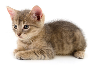 Fototapeta premium Small Striped Kitten Lying Isolated on White Background