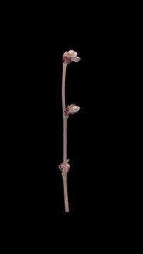 Time lapse of growing hazel (Corylus avellana) tree branch in spring isolated on black background, vertical orientation