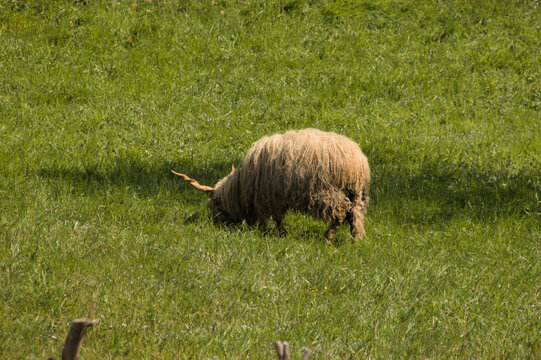 The Racka or Hortob&aacute;gy Racka Sheep, an endangered breed of sheep originating in Hungary
