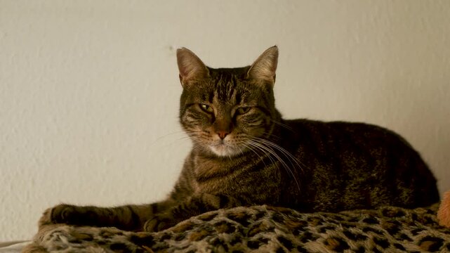 tabby cat resting on leopard print blanket against light wall background, cozy textures and calm expression create warm and peaceful atmosphere. pet lifestyle content, comfort concepts, home visuals