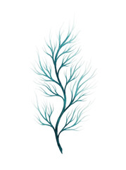 Obraz premium Teal seaweed branch on transparent background, ocean plant