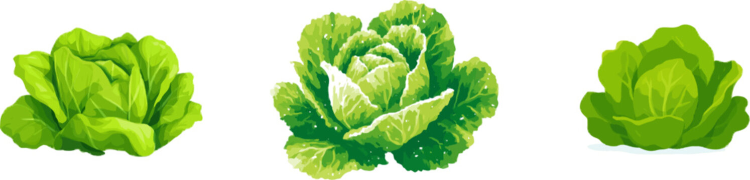 A vibrant green leafy vegetable grows in the farm soil, depicted in a clean, bold, flat vector illustration style with solid colors and minimal shadows on a white background
