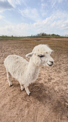 Fototapeta premium White alpaca standing on dry ground in an open field with blue sky and clouds visible in the background