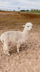 Fototapeta premium White alpaca standing on dry ground in a farm setting with green grass and trees visible in the background