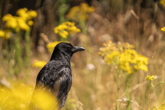 Carrion Crow (Corvus corone) standing among flowering ragwort (Senecio jacobaea) in a summer meadow, black plumage contrasting with yellow wildflowers.
