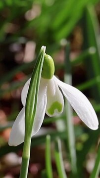 Delicate white snowdrop flower swaying in spring breeze