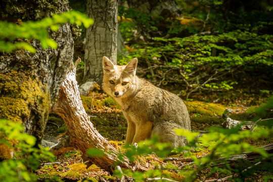 El zorro gris, tambi&eacute;n llamado chilla, es una especie de mam&iacute;fero carn&iacute;voro de la familia de los c&aacute;nidos que habita en Am&eacute;rica del Sur, en las laderas monta&ntilde;osas de la cordillera de los Andes en Argen
