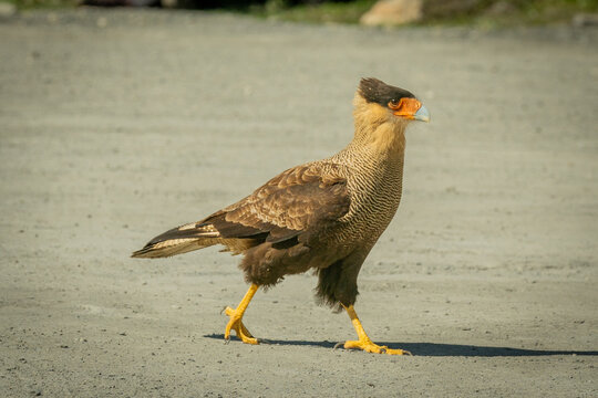 Caracara es un g&eacute;nero de aves de presa en la familia Falconidae, nativos de la mayor parte de Am&eacute;rica.