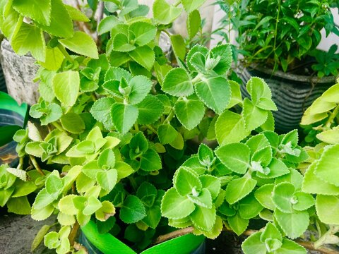 Plectranthus amboinicus, commonly known as Cuban oregano or Indian borage, is a semi-succulent perennial herb in the mint family Lamiaceae