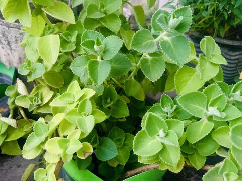 Plectranthus amboinicus, commonly known as Cuban oregano or Indian borage, is a semi-succulent perennial herb in the mint family Lamiaceae