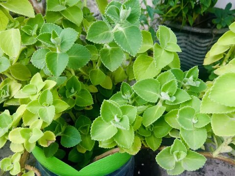 Plectranthus amboinicus, commonly known as Cuban oregano or Indian borage, is a semi-succulent perennial herb in the mint family Lamiaceae