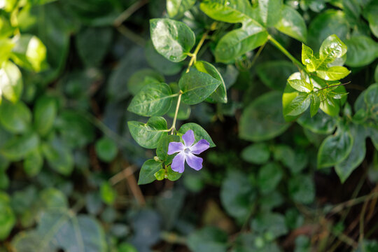Single purple Periwinkle flower (Vinca minor) blooming among green leaves