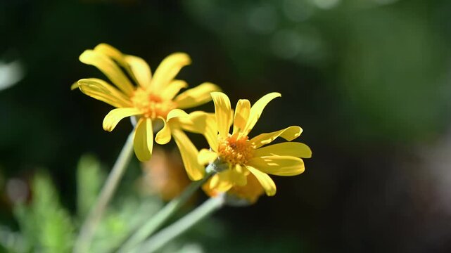 Two Yellow Euryops Pectinatus Flowers Swaying in the Breeze Macro Nature Video