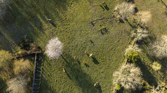 Aerial view of cows grazing in a green pasture with blossoming trees and stone walls under warm sunlight Galicia, Spain.