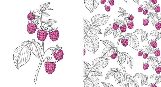 Detailed botanical illustration of a raspberry branch with berries and leaves next to a matching seamless background pattern.