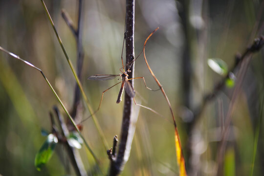 Crane fly macro on grass stem in soft natural light - Makroaufnahme einer Schnake (Kranichm&uuml;cke) auf einem Grashalm im nat&uuml;rlichen Licht mit weichem Hintergrund.