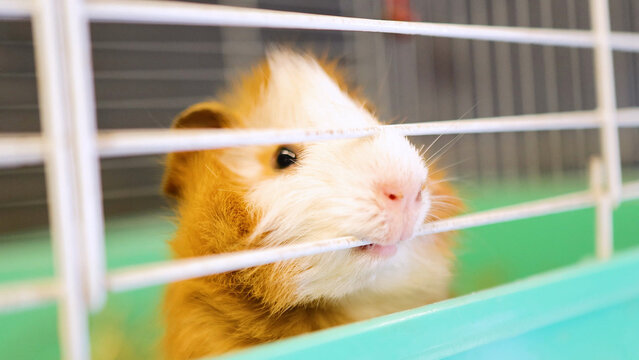 Abyssinian Guinea Pig Biting the Metal Bars of its Cage