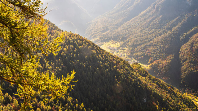Autumn mountain landscape showcasing golden larch trees framing a scenic village in a forested valley, perfect for travel and tourism in Forra del Lupo Trekking, Trentino, Italy.