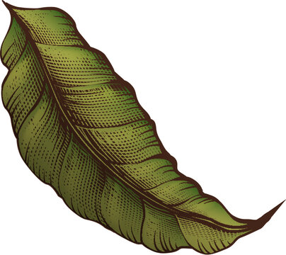 Engraving style cocoa leaf