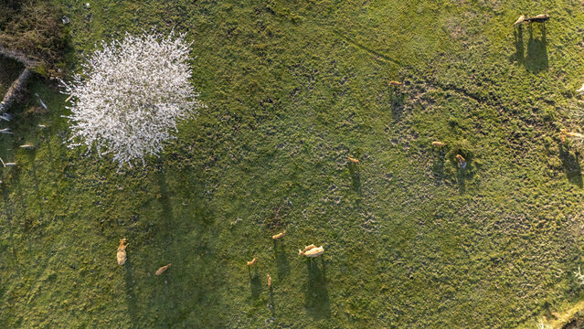Aerial view of cows grazing in a lush green pasture next to a blossoming white tree during golden hour Galicia, Spain.