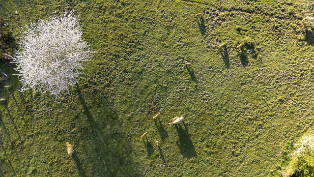 Aerial view of a blooming white tree and cows grazing in a lush green pasture during golden hour in Galicia, Spain.