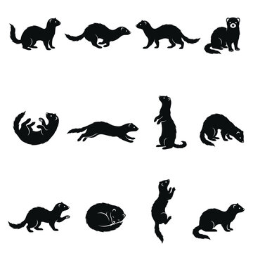 Black and white vector silhouette  set of Ferret