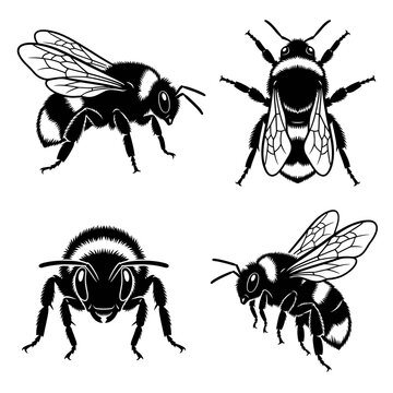 Black and white vector silhouette  set of Field Cuckoo Bumblebee