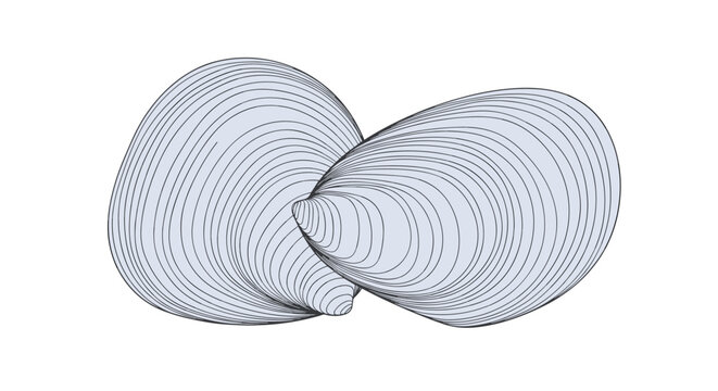 Artistic line art representation of two mussels shells nested together with a soft blue color wash for seafood branding.