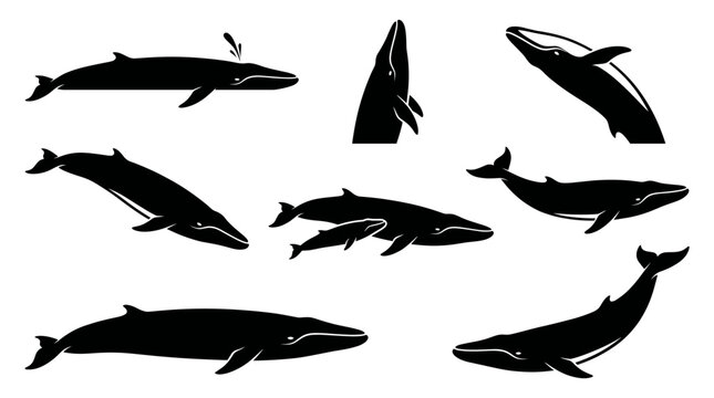 Black and white vector silhouette  set of Fin Whale