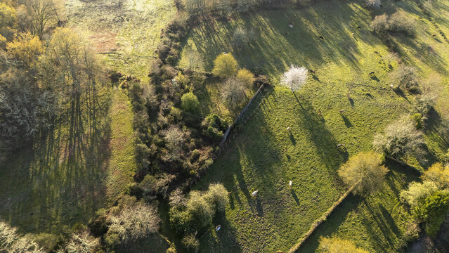 Aerial view of green pastures with grazing livestock, stone walls, and scattered trees under soft morning light in Galicia, Spain.