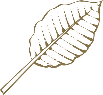 Vintage leaf outline