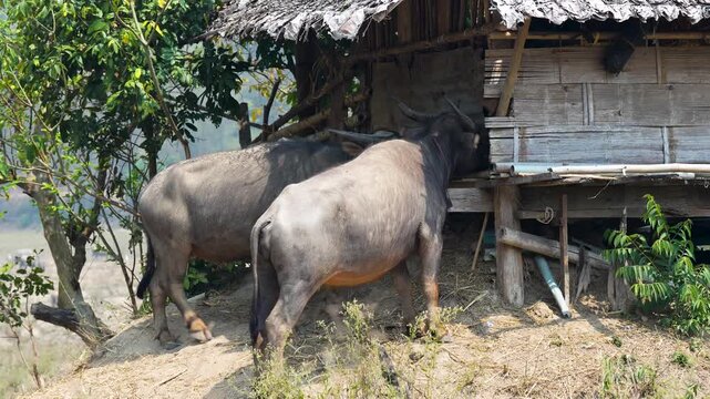 Domestic Asian buffaloes chew straw at feeding trough in rural farm in Northern Thailand, animals enjoying eating straw outdoors at farmland backyard, traditional agriculture and livestock in Asia.