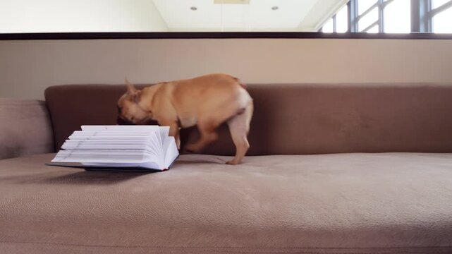 French Bulldog lying on sofa with open book placed behind, looking aside with alert attention. After moment, dog stands up and walks away to check who is arriving.