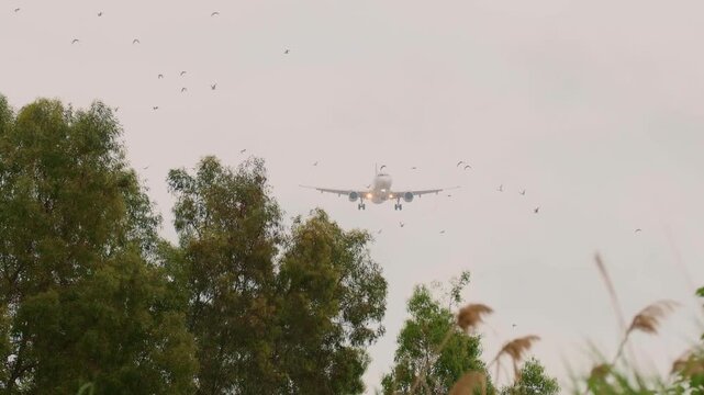 Passenger airplane approaching for landing with flock of birds flying across flight path above trees. Dramatic aviation scene showing aircraft descent and bird movement in overcast sky.