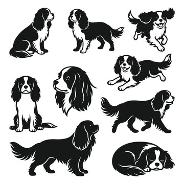 black and white vector silhouette set of Cavalier Spaniel dog